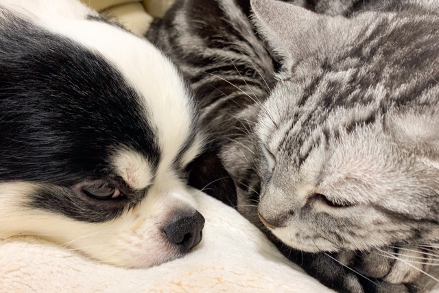犬と猫が写っている写真