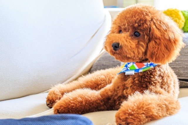 犬